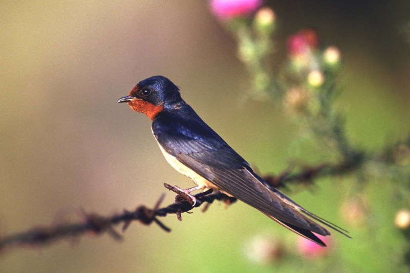 Где зимуют ласточки из России - описание, особенности и интересные факты