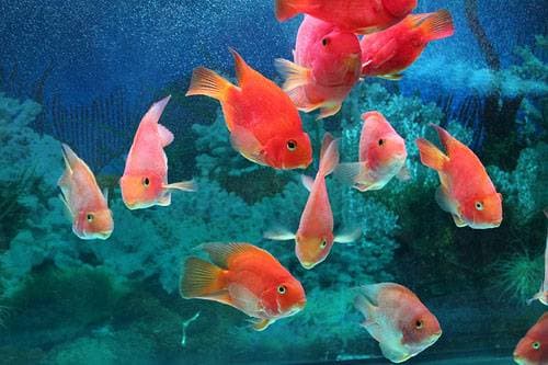 Размножение лялиусов