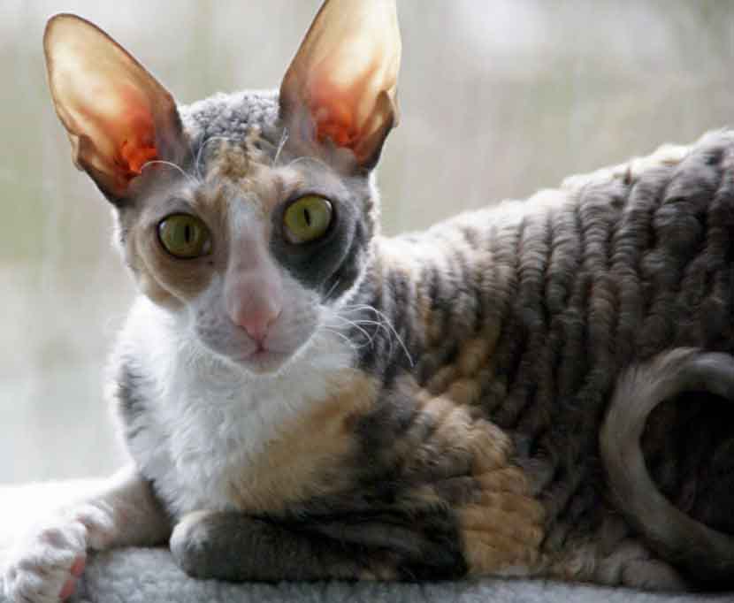 Кошка с большими ушами: породы чемпионы Кошка с большими ушами: породы чемпионы