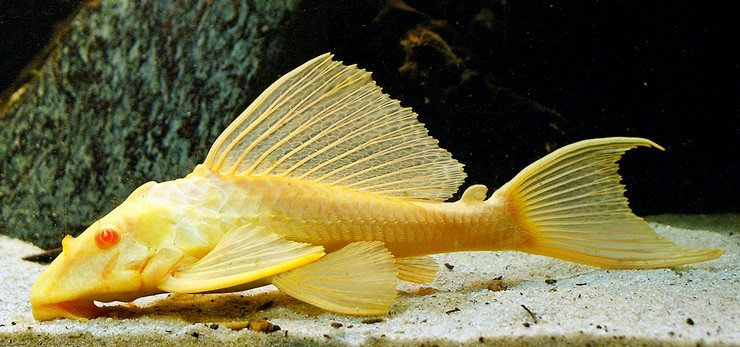Птеригоплихт альбинос