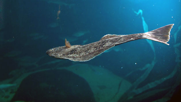 Самыми главными врагами палтуса в природе можно считать: тюленей и морских львов Главные враги палтуса в природе – тюлени и морские львы