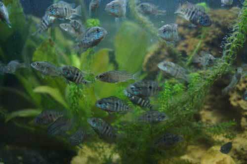 подрощенные мальки акары