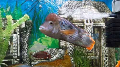 акара бирюзовая