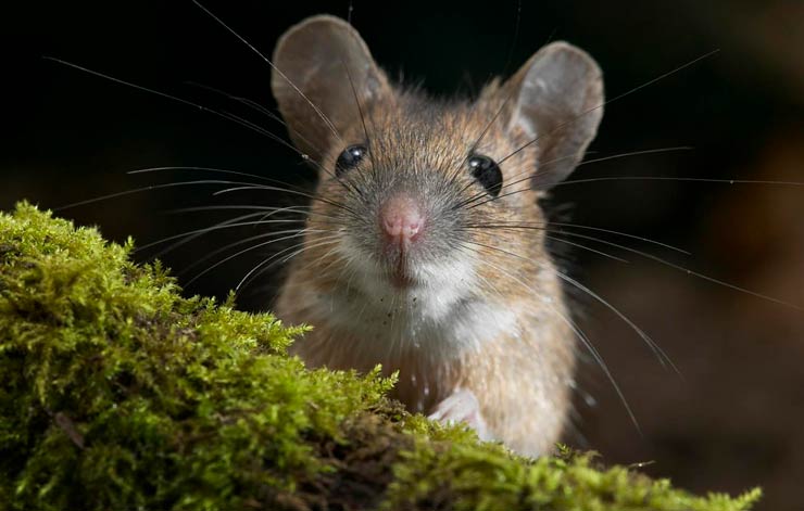 половинка мыши10