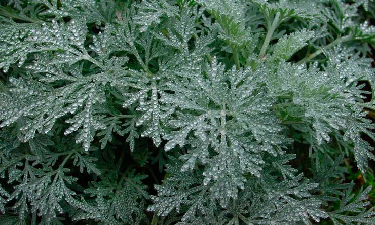 половинка мыши6