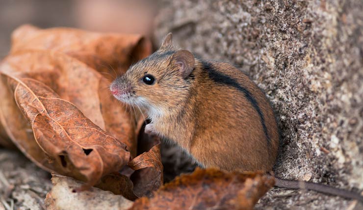 половина мыши7