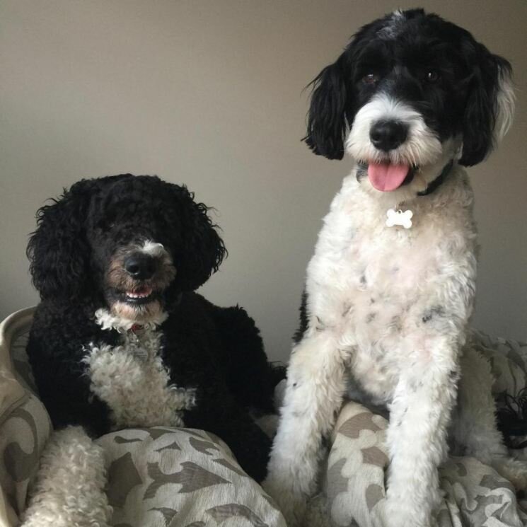 Португальская водяная собака — описание породы, нюансы ухода и воспитания собаки