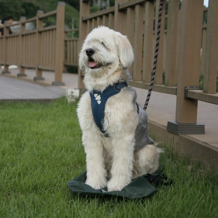 Португальская водяная собака — описание породы, нюансы ухода и воспитания собаки