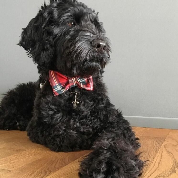 Португальская водяная собака — описание породы, нюансы ухода и воспитания собаки