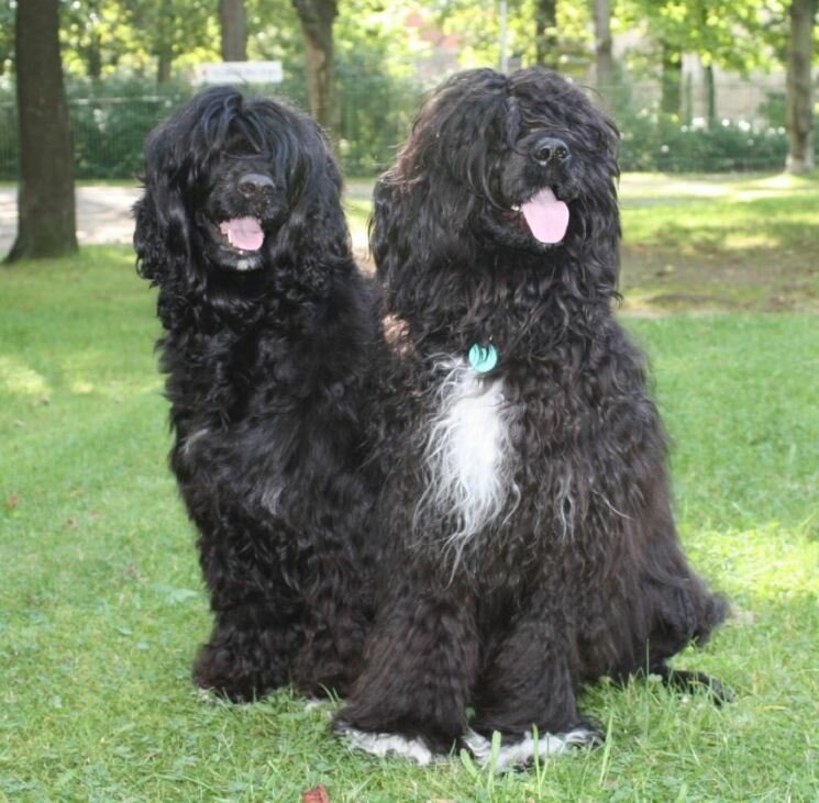 Португальская водяная собака — описание породы, нюансы ухода и воспитания собаки