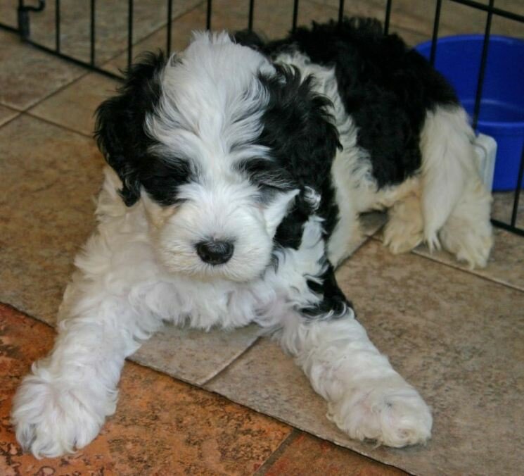 Португальская водяная собака — описание породы, нюансы ухода и воспитания собаки