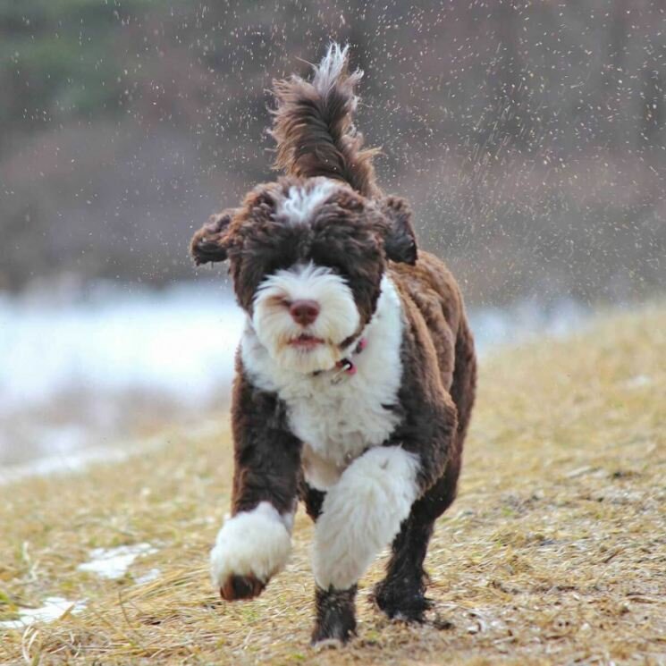Португальская водяная собака — описание породы, нюансы ухода и воспитания собаки
