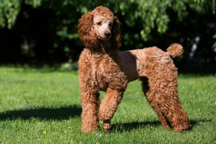 Португальская водяная собака — описание породы, нюансы ухода и воспитания собаки