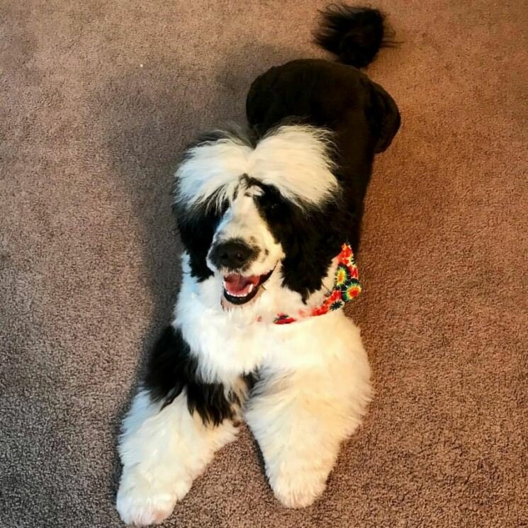 Португальская водяная собака — описание породы, нюансы ухода и воспитания собаки