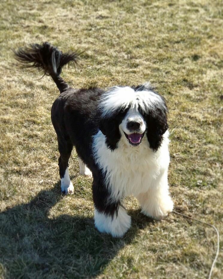 Португальская водяная собака — описание породы, нюансы ухода и воспитания собаки