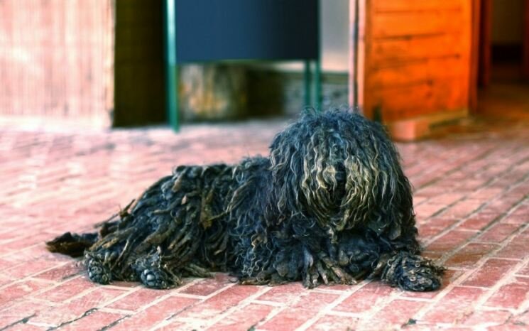 Венгерская собака пули