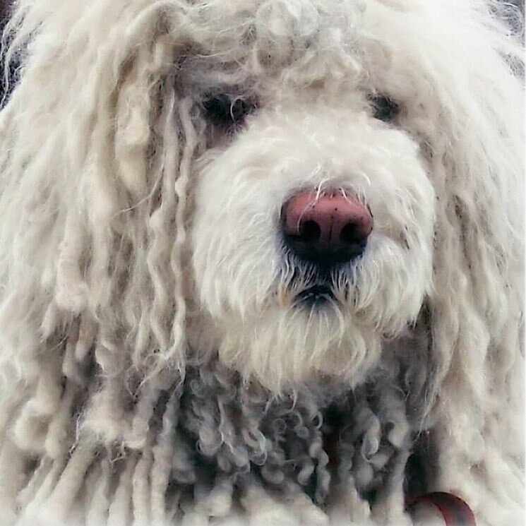 Венгерская собака пули