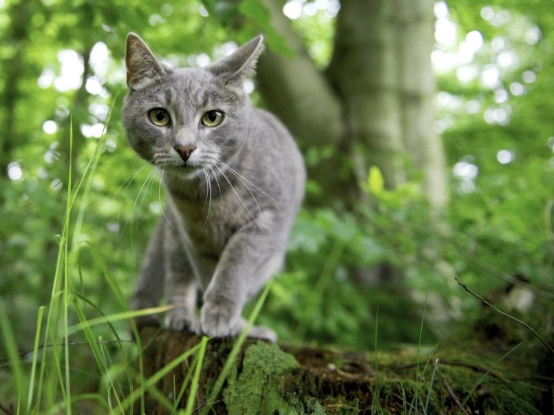 Трава для кошек: виды, польза, выращивание Трава для кошек: виды, польза, выращивание