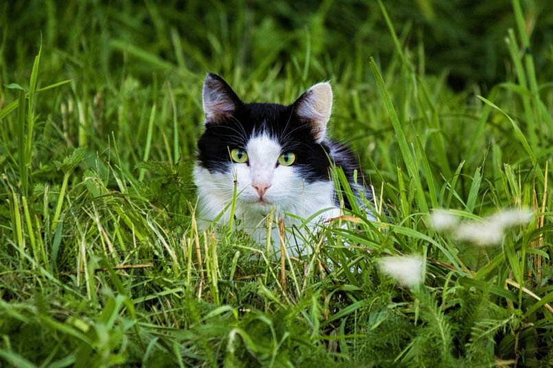 Трава для кошек: виды, польза, выращивание Трава для кошек: виды, польза, выращивание