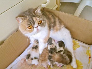 Кот Снупи сидит в картонной коробке и кормит котят