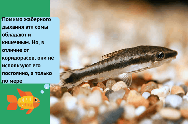 особенности дыхания особенности дыхания