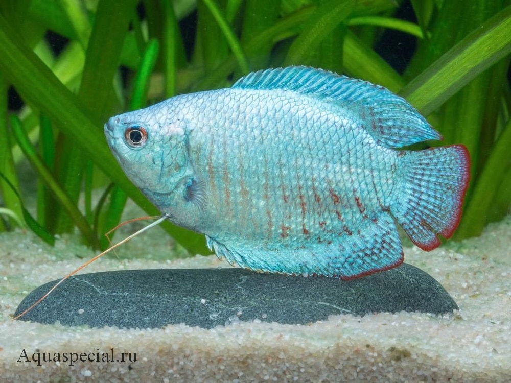 Кобальтовый лялиус. Неоновый голубой лялиус содержание, фото, виды лялиуса
