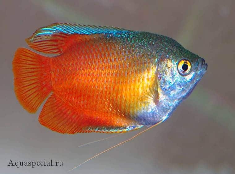 Лялиус неоновый красный фото. Лялиус виды, содержание в аквариуме