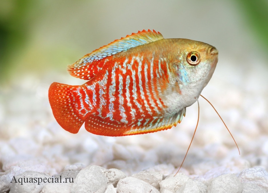 Коралловый лялиус. Радужный лялиус фото