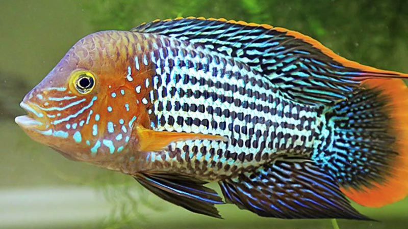 Пятнышки у Акары