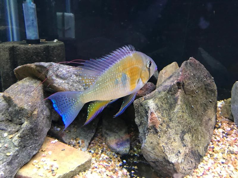 Между камней