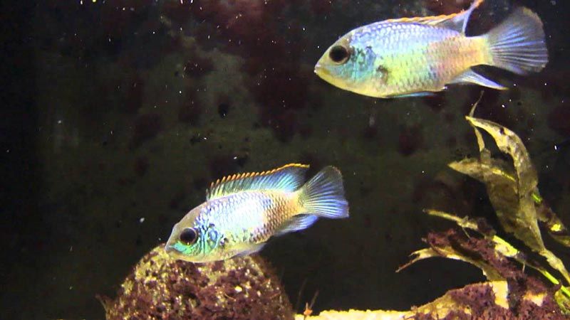 Акары рыбки