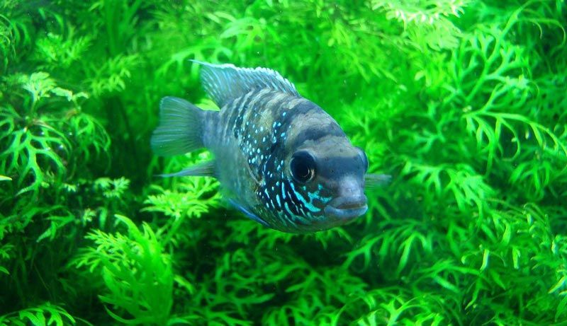 Акара среди зелени