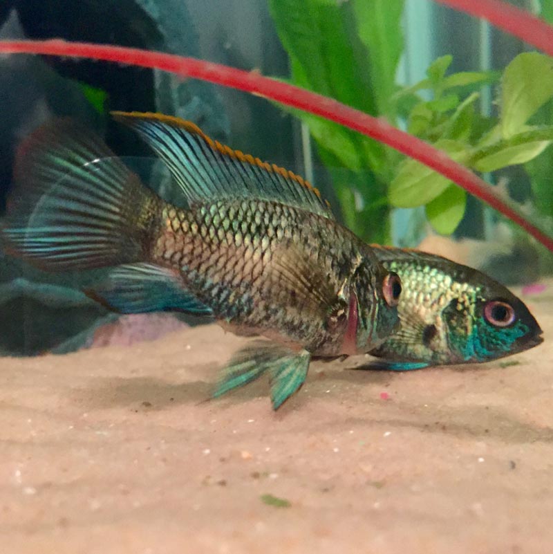 Акара у дна