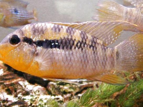 Бужерквина