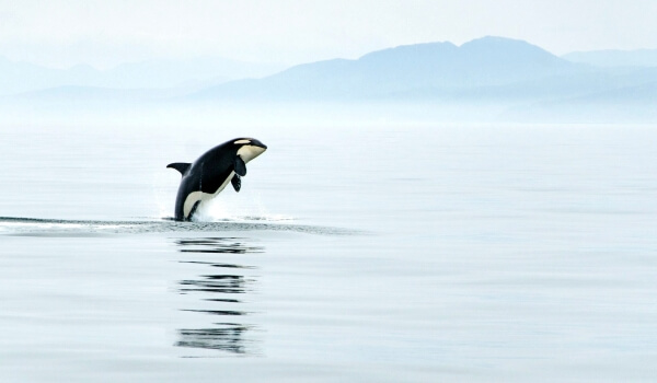 Фото: косатка