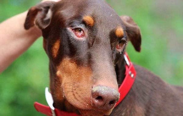 Конъюнктивит у собак: лечение в домашних условиях и симптомы