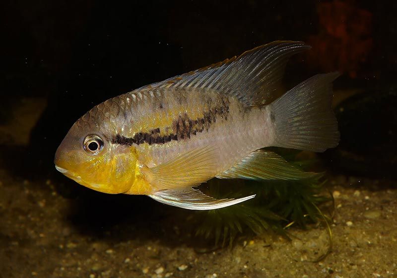 Парагвайская