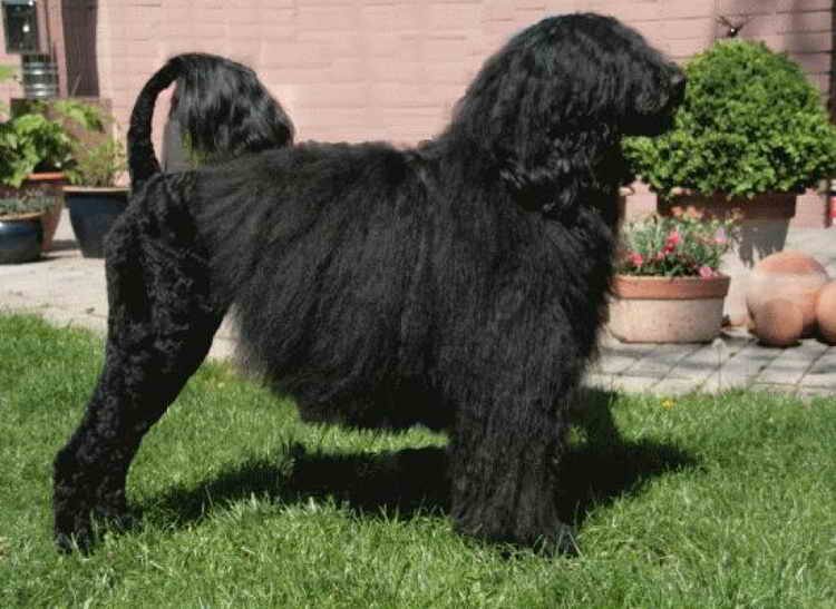 португальская водяная собака