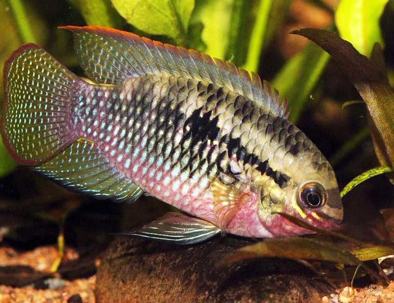 Красногрудая