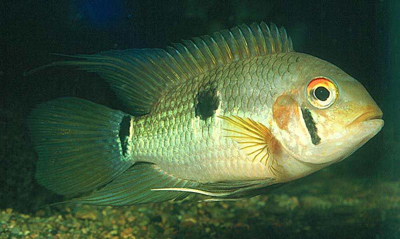 Тетрамерус