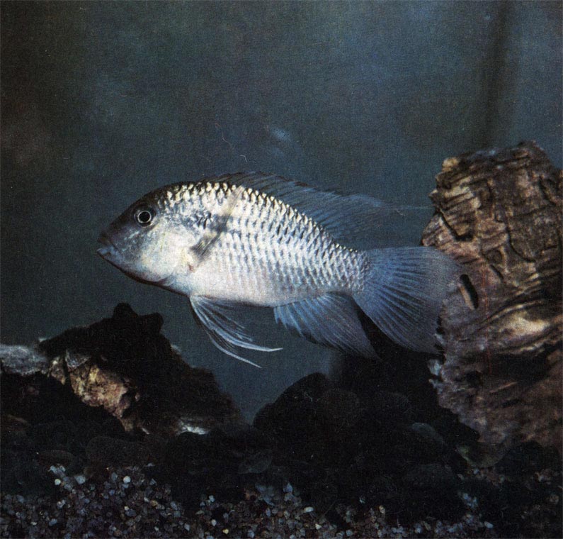 Веерохвостая