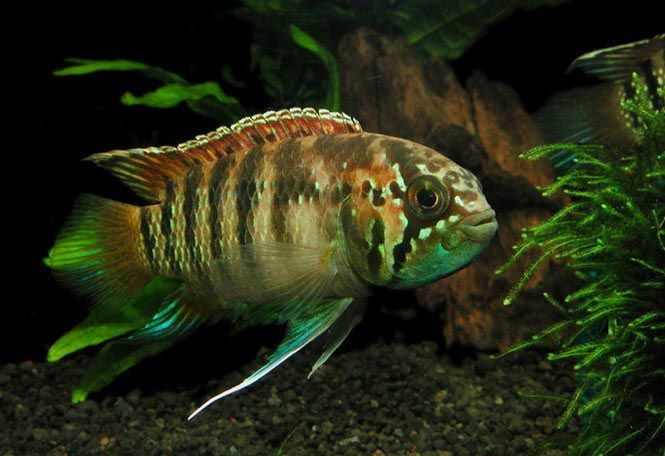 Карликовая Зебра