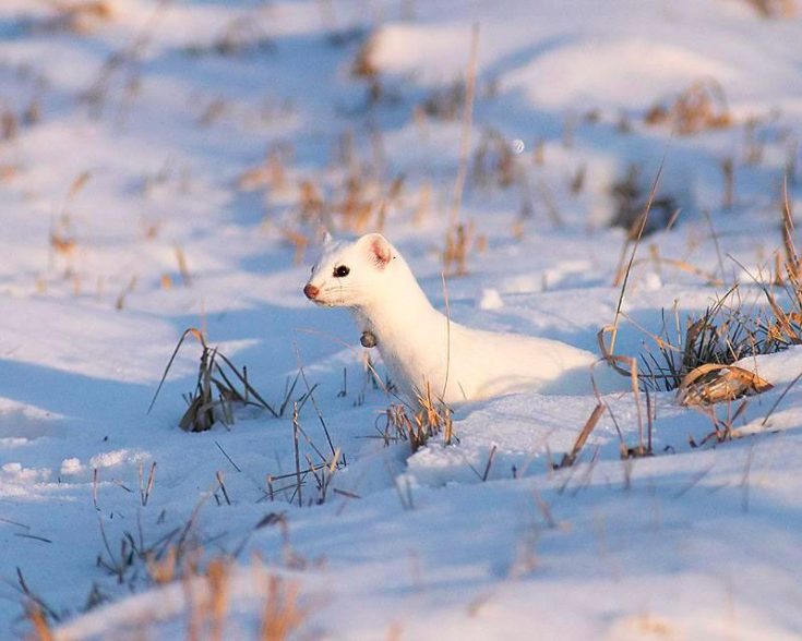 Среда обитания