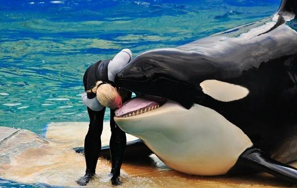 Косатки-описание-особенности-виды-образ жизни-и-среда обитания-косатки-14