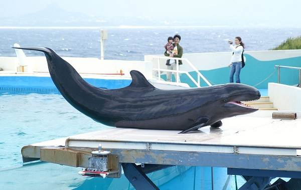 Косатки-описание-особенности-виды-образ жизни-и-среда обитания-косатки-7