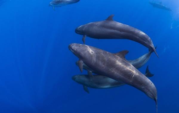 Косатки-описание-особенности-виды-образ жизни-и-среда обитания-косатки-8