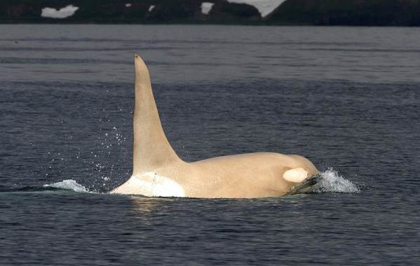 Косатки-описание-особенности-виды-образ жизни-и-среда обитания-косатки-9