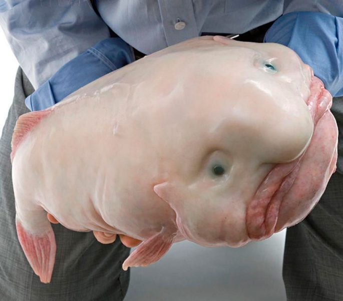 Рыба-капля: изображение, как она выглядит в воде и на суше, особенности жизни на глубине