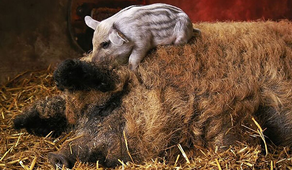 На фото: детеныш венгерской мангалицы