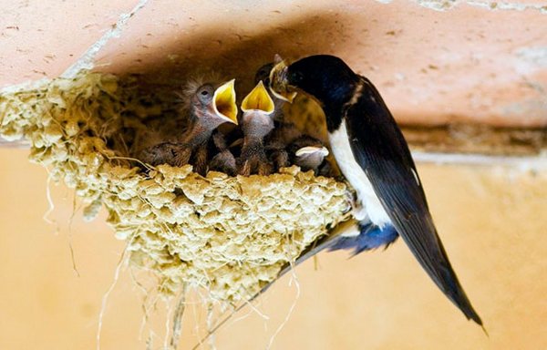 Разведение ласточек